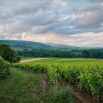 French Vineyard