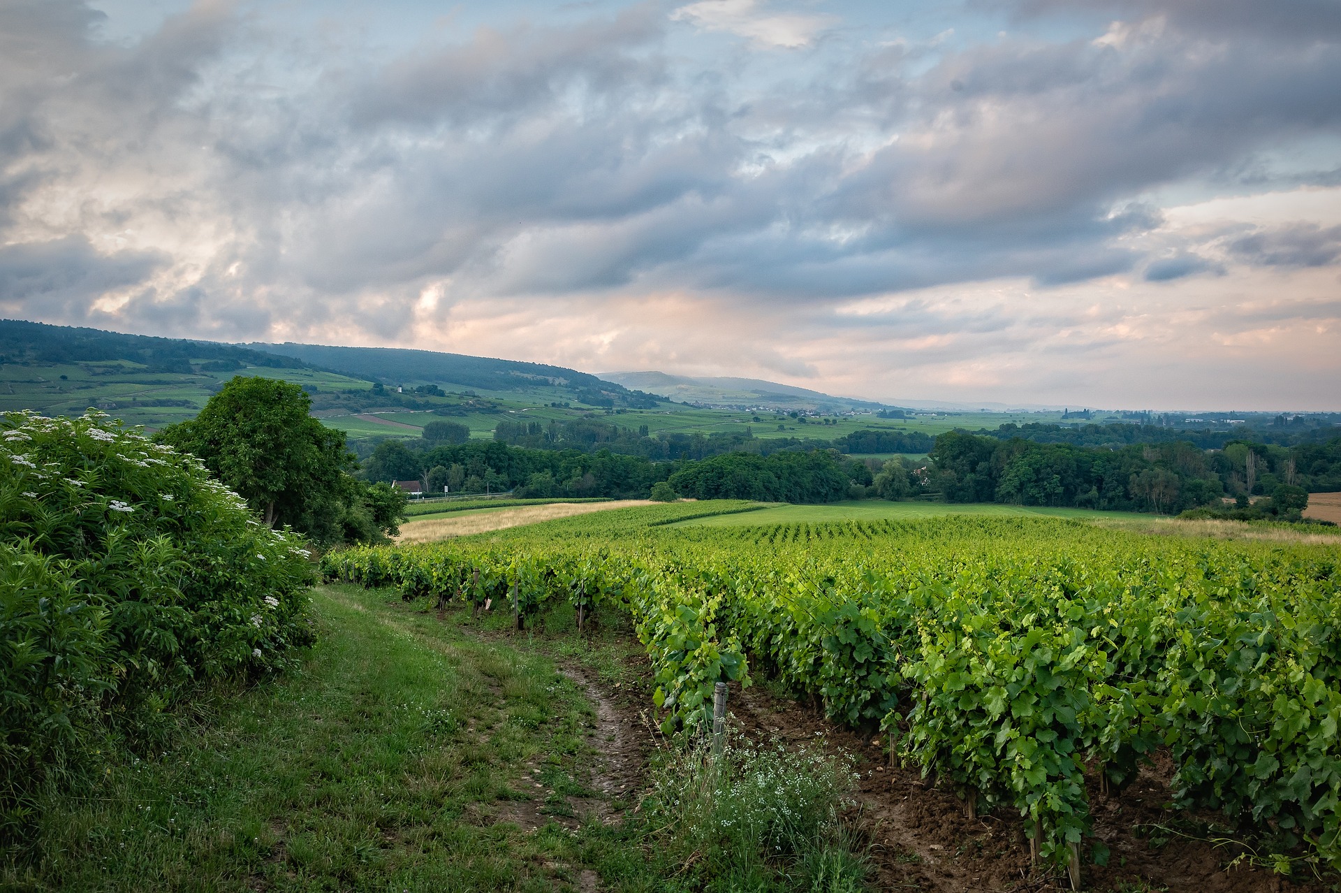 French Vineyard